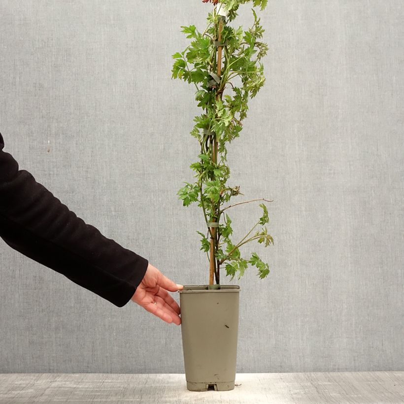 Spécimen de Mûre sans épines Geante Des Jardins Pot de 2L/3L tel que livré au printemps