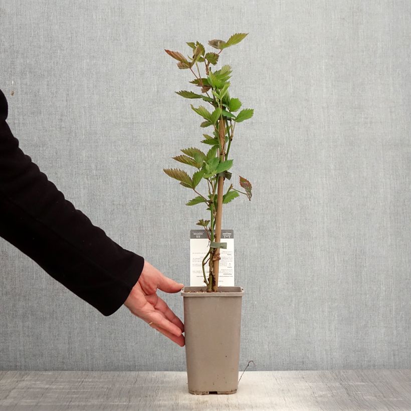 Spécimen de Mûre sans épines Navaho Big and Early Pot de 1,5L/2L, Touffe tel que livré au printemps