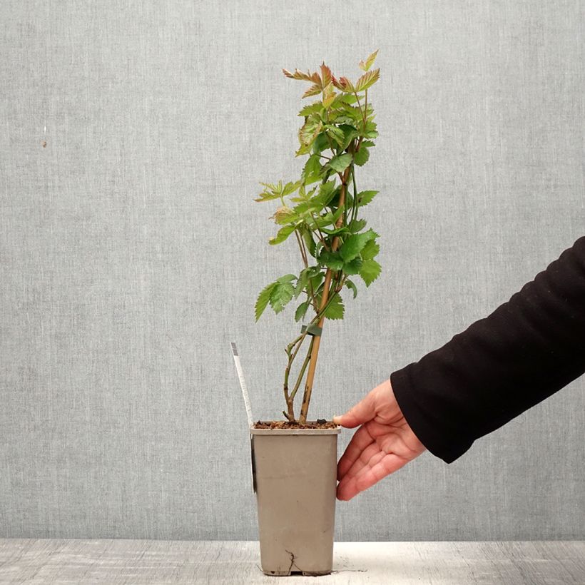 Example of Mûre sans épines Navaho Summerlong Pot de 1,5L/2L, Touffe as you get in printemps