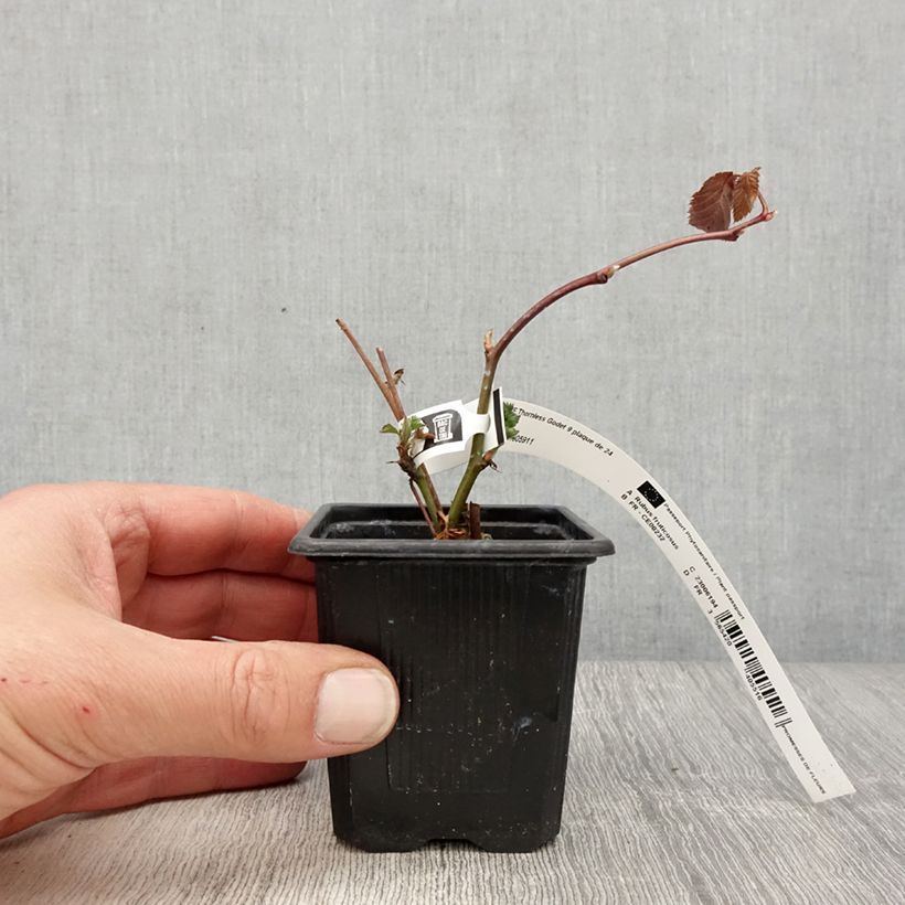 Example of Mûre sans épines Oregon Thornless Godet de 8/9 cm as you get in printemps