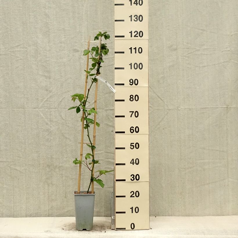 Example of Mûre sans épines Oregon Thornless Pot de 2L/3L as you get in printemps