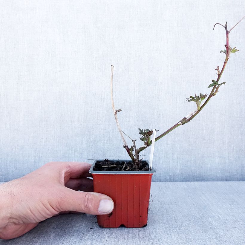 Example of Mûre sans épines Thornless Evergreen Godet de 8/9 cm as you get in printemps