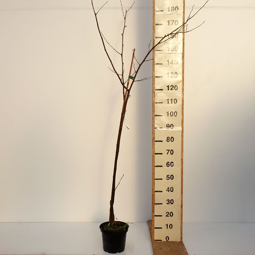 Spécimen de Mûrier hybride Wellington - Morus nigra Pot de 3L/4L, Demi-Tige tel que livré en automne