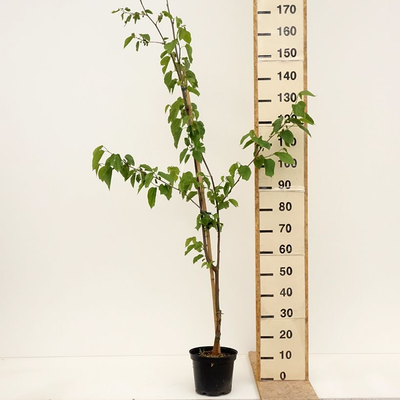 Example of Mûrier hybride Wellington - Morus nigra Pot de 3L/4L, Demi-Tige as you get in printemps