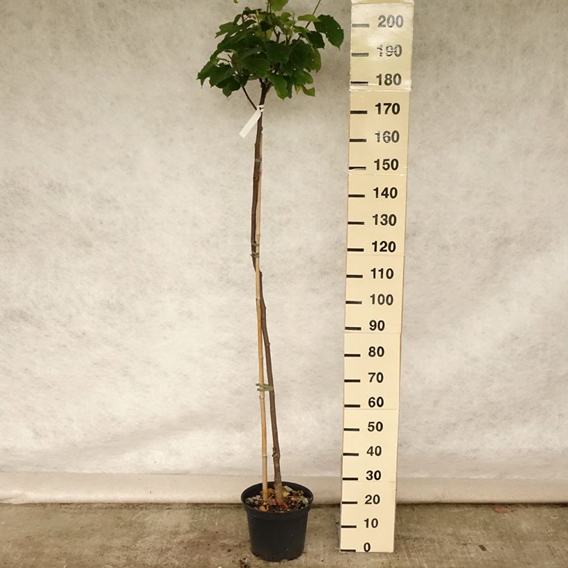 Spécimen de Mûrier hybride Wellington - Morus nigra Pot de 3L/4L, Demi-Tige tel que livré en été