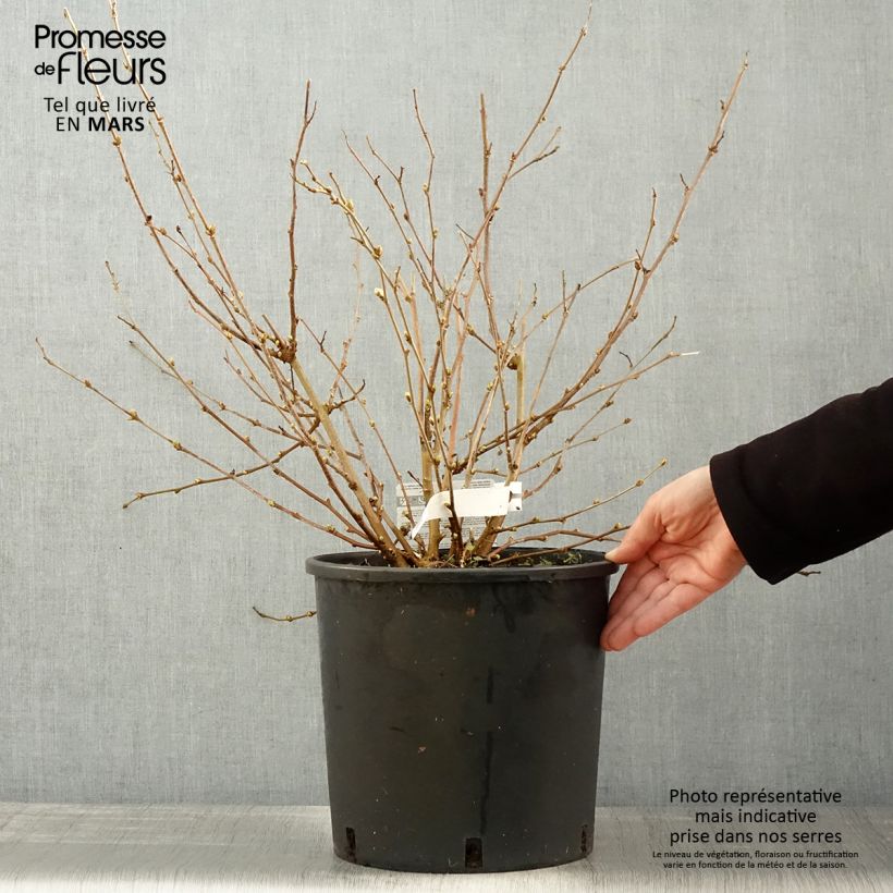 Example of Mûrier nain Mojo Berry - Morus rotundiloba Pot de 12L/15L, Touffe as you get in printemps