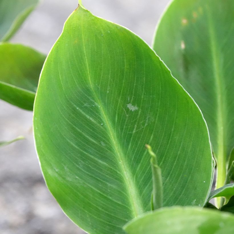 Musa acuminata - Bananier (Feuillage)