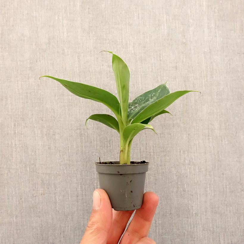 Example of Musa acuminata - Bananier Mini-plante as you get in printemps