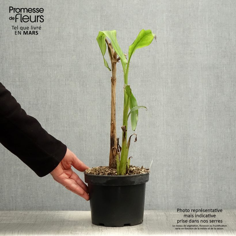 Example of Musa basjoo Sakhalin - Bananier du Japon Pot de 3L/4L, Stipe 20/30 as you get in printemps
