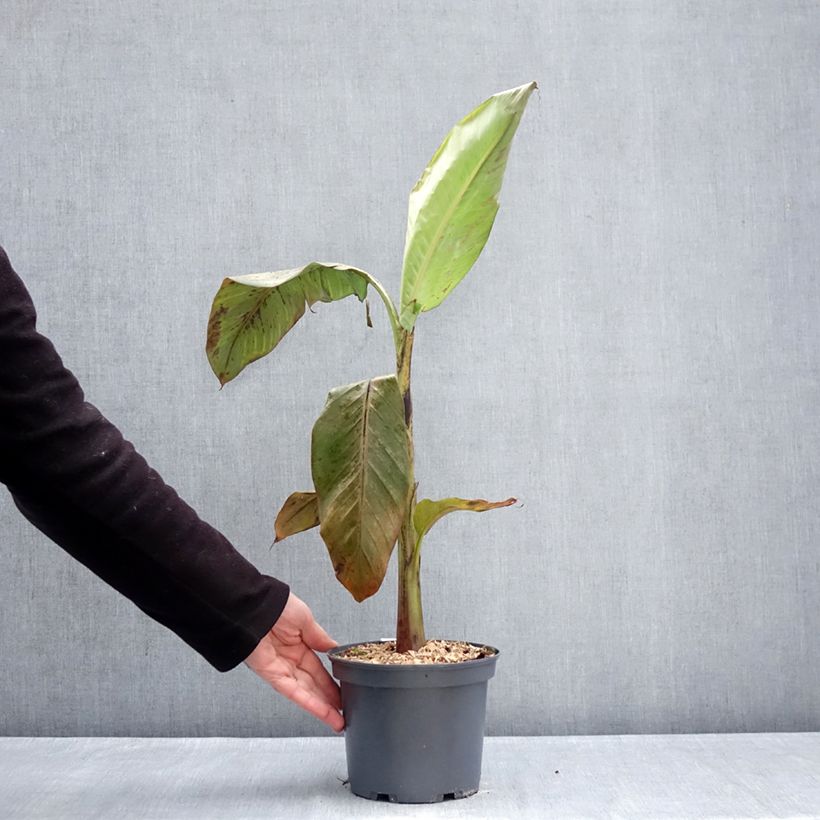 Example of Musa itinerans Mekong Giant - Bananier voyageur Pot de 2L/3L as you get in hiver