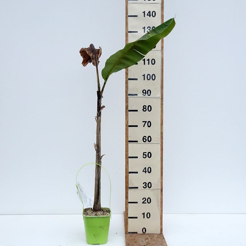 Example of Musa sikkimensis Ever Red - Bananier du Sikkim Pot de 4L/5L as you get in hiver