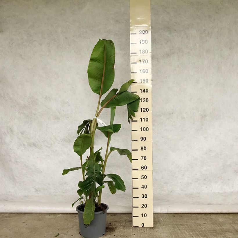 Example of Bananier à fleurs roses - Musa velutina Pot de 12L/15L as you get in printemps