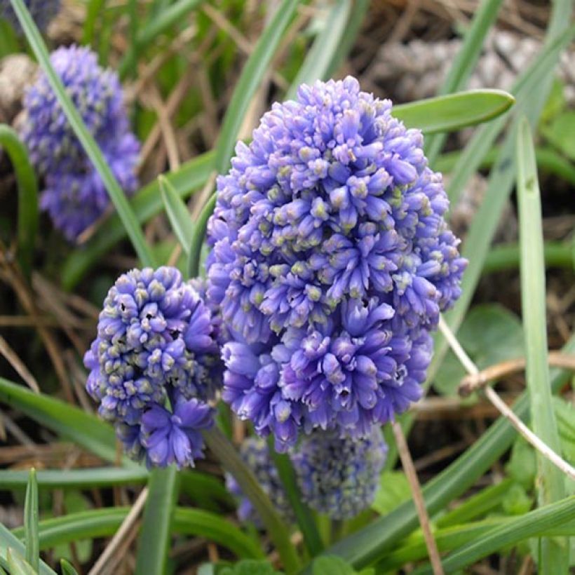 Muscari armeniacum Blue Spike (Flowering)