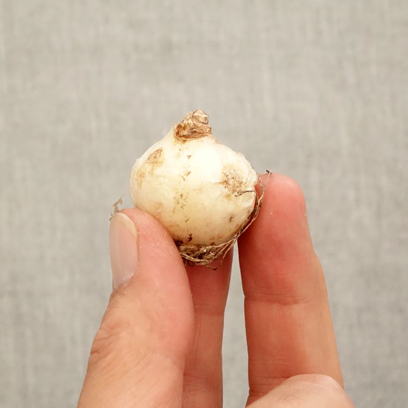 Spécimen de Muscari armeniacum Bulbe calibre 9+ tel que livré en automne