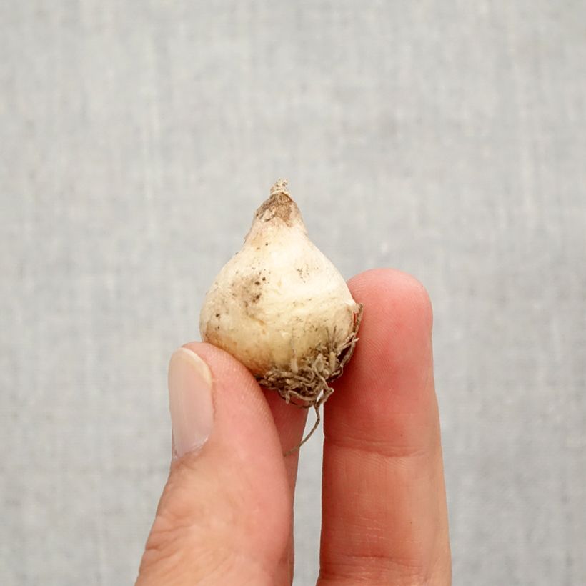 Spécimen de Muscari armeniacum Christmas Pearl Bulbe calibre 8+ tel que livré en automne