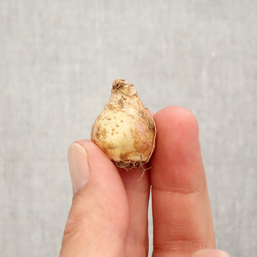 Example of Muscari armeniacum Esther Bulbe calibre 7+ as you get in automne