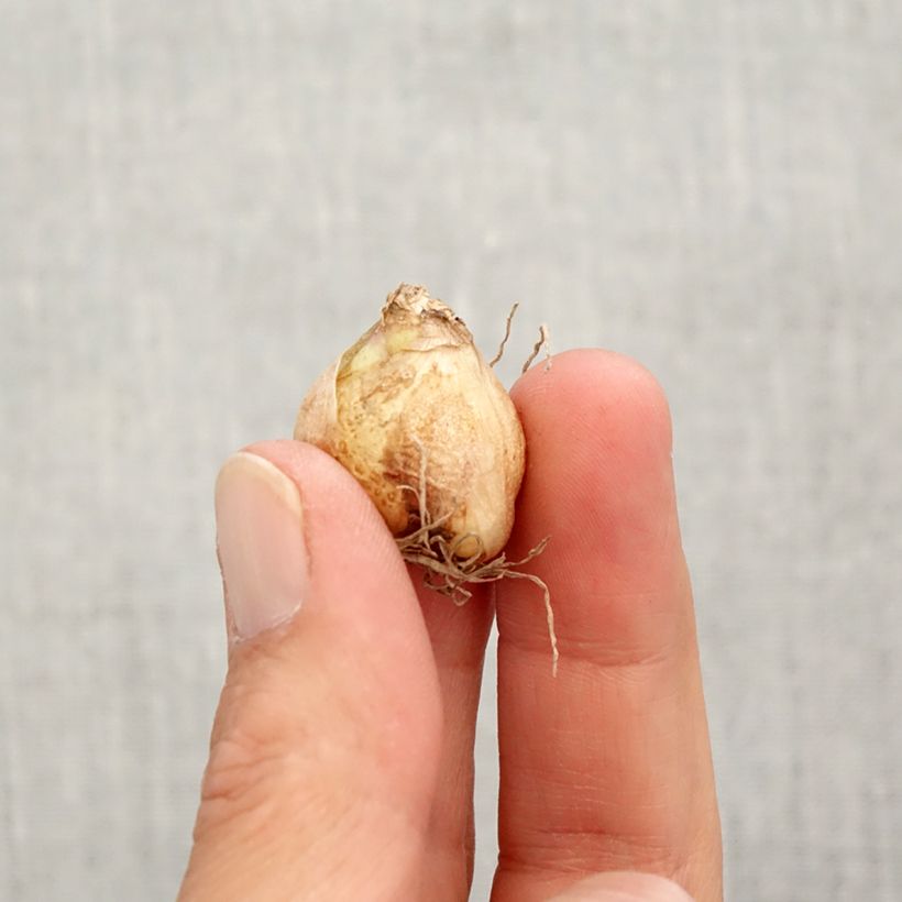 Example of Muscari armeniacum Valerie Finnis Bulbe calibre 7+ as you get in automne