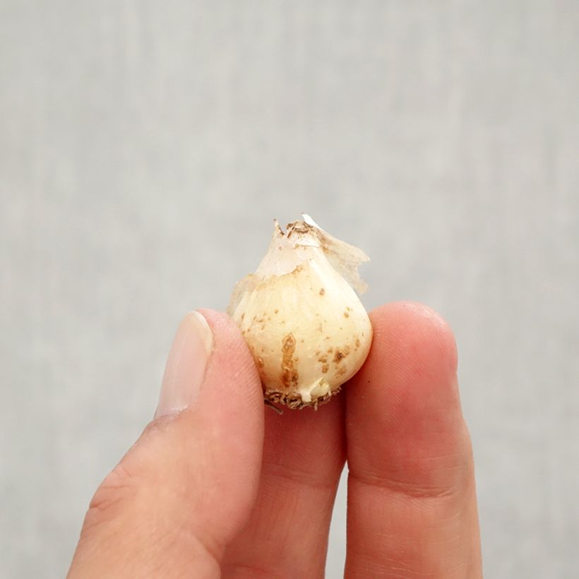 Spécimen de Muscari Baby's Breath (Jenny Robinson) Bulbe calibre 7+ tel que livré en automne