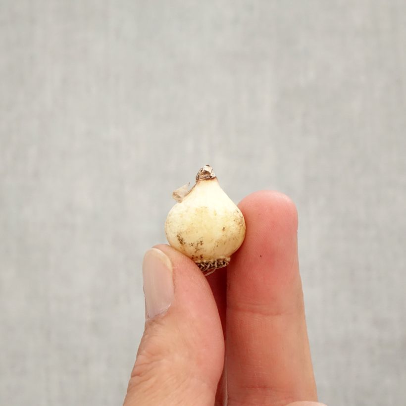 Spécimen de Muscari botryoides Superstar Bulbe calibre 6+ tel que livré en automne