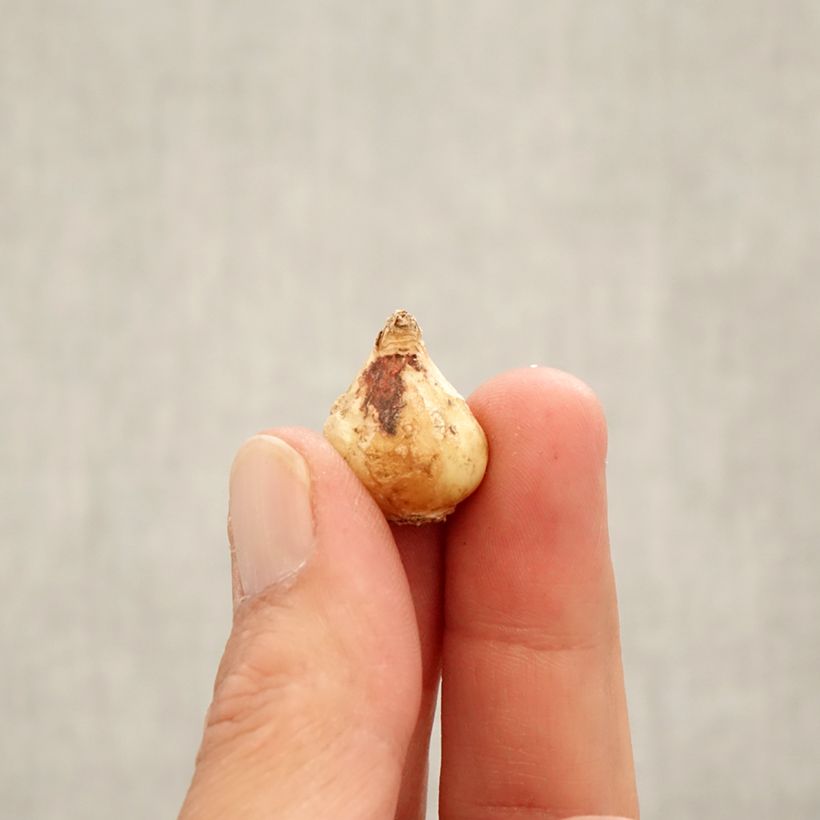 Example of Muscari latifolium Bulbe calibre 6+ as you get in automne