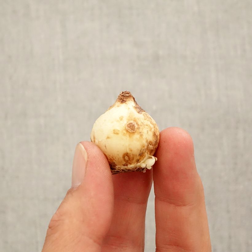 Spécimen de Muscari macrocarpum Golden fragrance Bulbe calibre 9+ tel que livré en automne