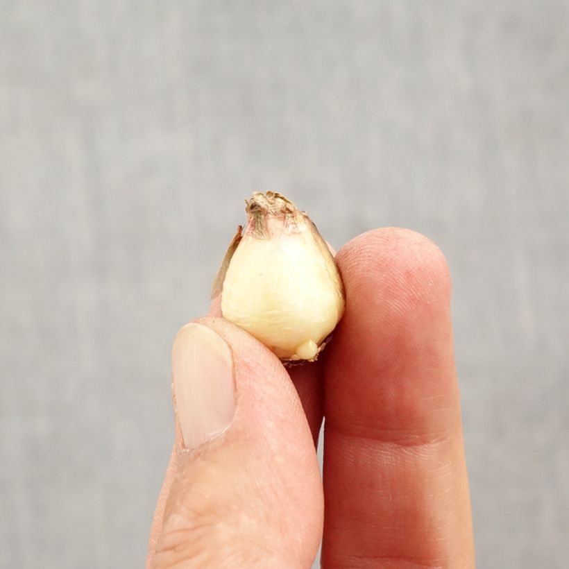 Example of Muscari Mount Hood Bulbe calibre 5+ as you get in automne