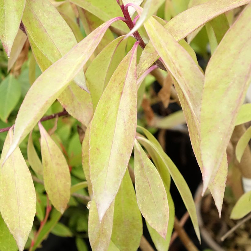 Myoporum laetum (Foliage)
