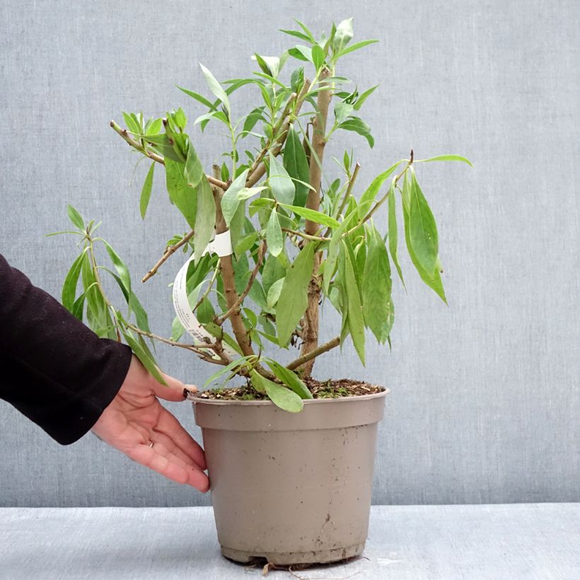 Example of Myoporum laetum Pot de 4L/5L as you get in hiver