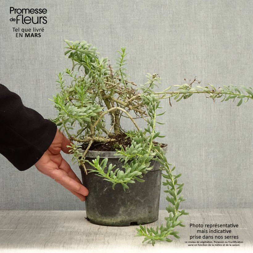 Example of Myoporum parvifolium à fleurs blanches Pot de 3L/4L as you get in printemps