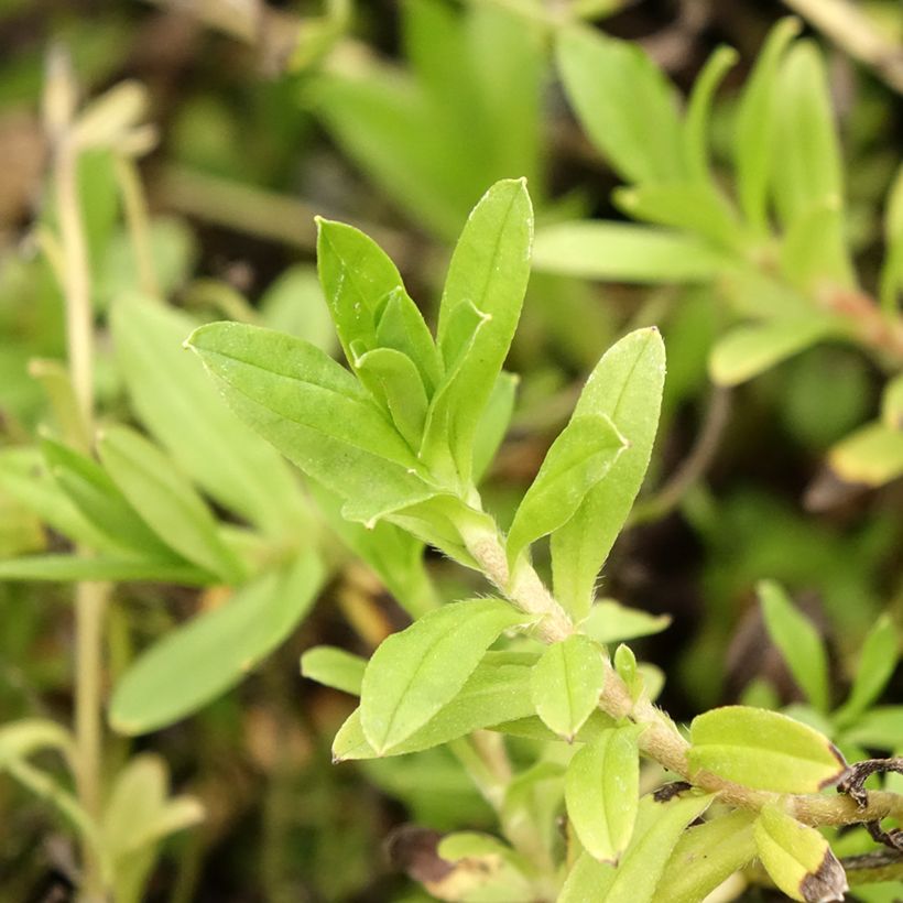 Myosotis scorpioides - Myosotis des marais (Foliage)