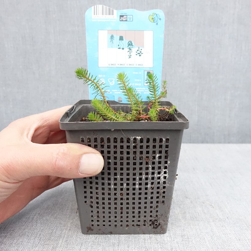 Spécimen de Myriophyllum crispata - Myriophylle Pot de 1L/1,5L tel que livré au printemps