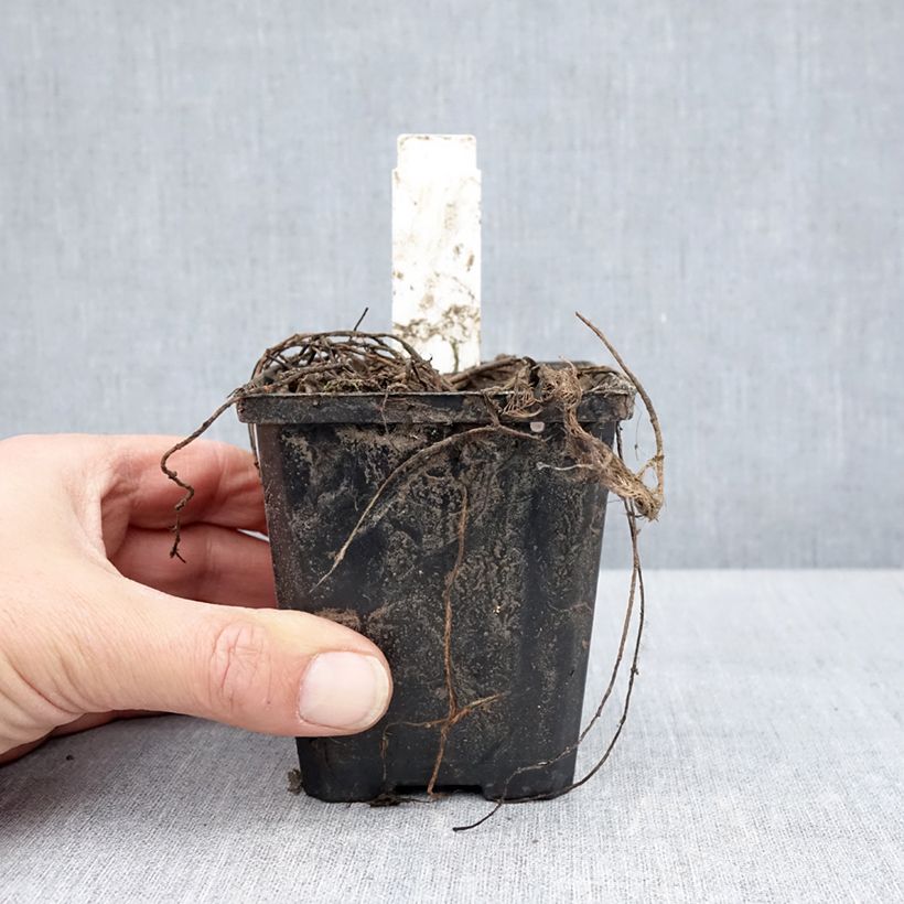 Example of Myriophyllum spicatum - Myriophylle en épis Godet de 8/9 cm as you get in printemps