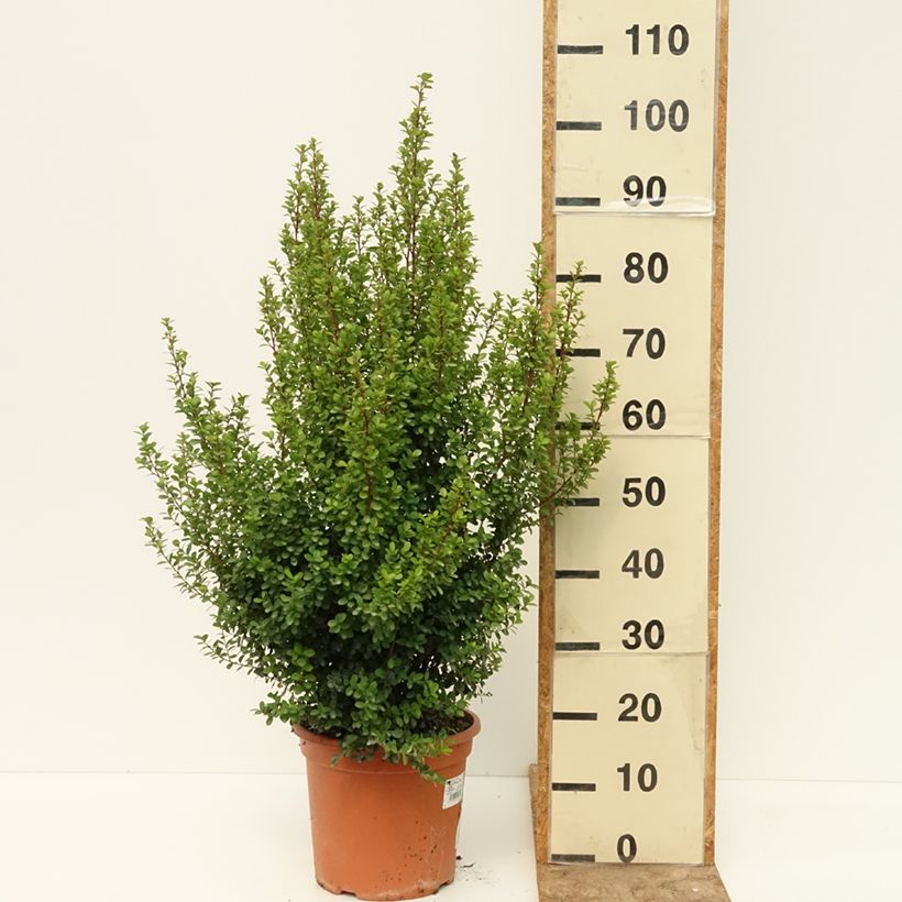 Spécimen de Myrsine africana - Buis africain Pot de 7,5L/10L tel que livré en été