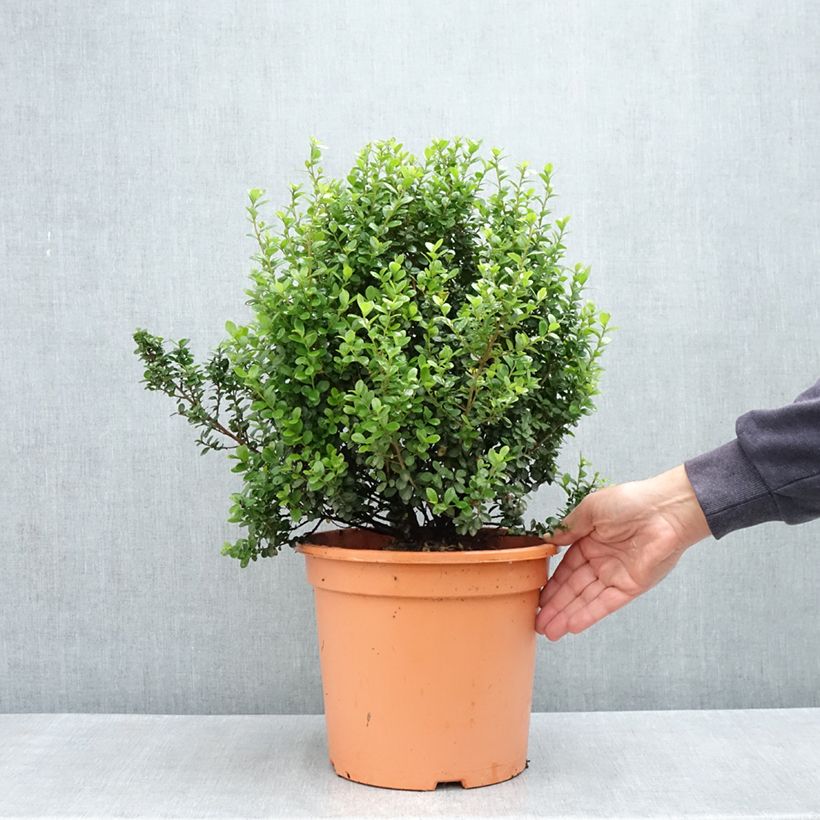 Example of Myrsine africana - Buis africain Pot de 7,5L/10L as you get in printemps