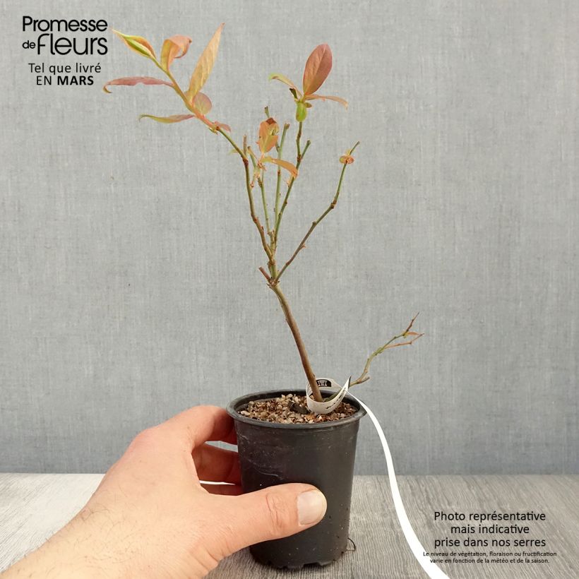 Example of Myrtille d'Amérique - Vaccinium corymbosum Berkeley Godet de 8/9 cm as you get in printemps