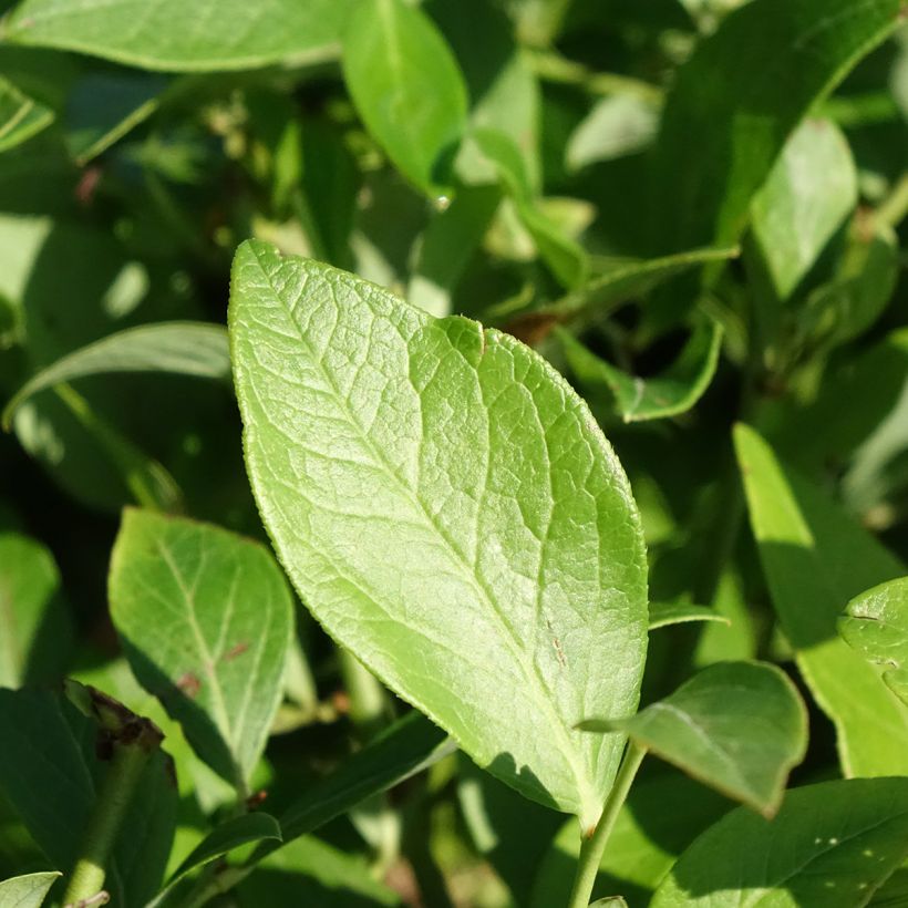 Myrtille d'Amérique - Vaccinium corymbosum Berkeley (Foliage)
