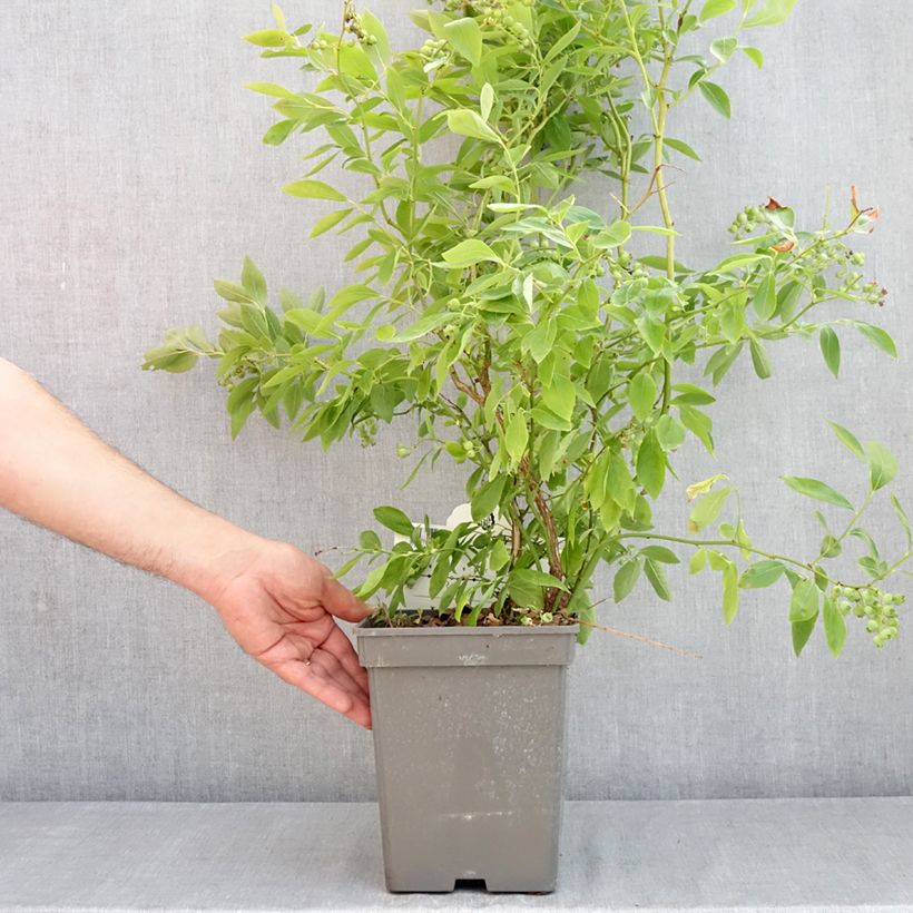 Example of Myrtille d'Amérique - Vaccinium corymbosum Blue Pearl Pot de 4L/5L as you get in printemps
