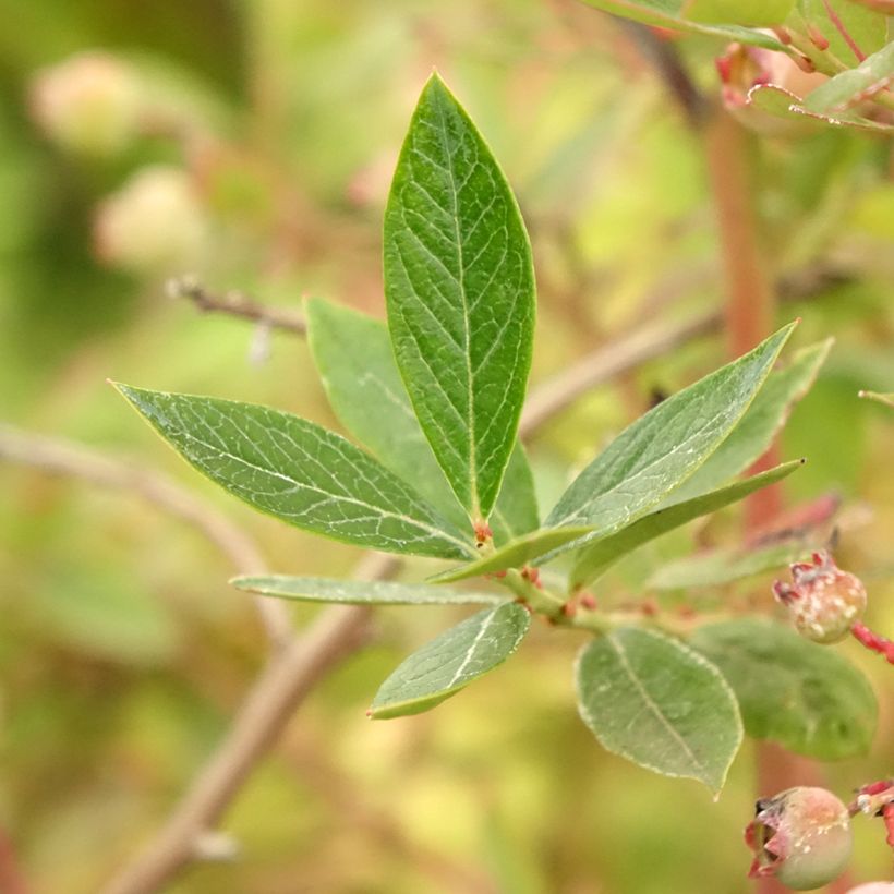Myrtille d'Amérique - Vaccinium corymbosum Blue Pearl (Foliage)