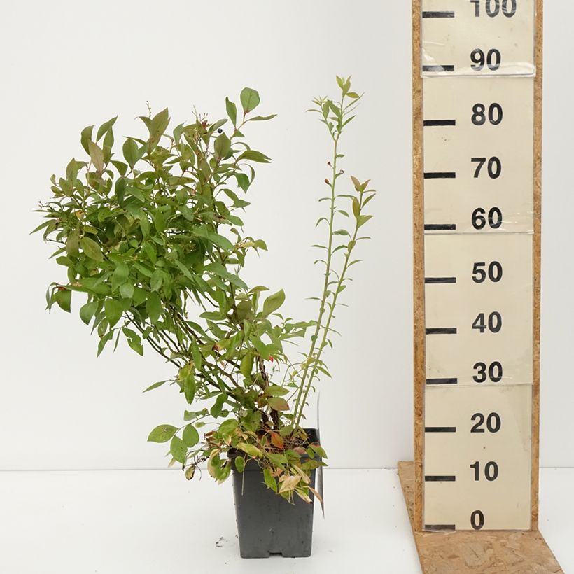 Spécimen de Myrtille d'Amérique - Vaccinium corymbosum Blue Pearl Pot de 4L/5L tel que livré en automne