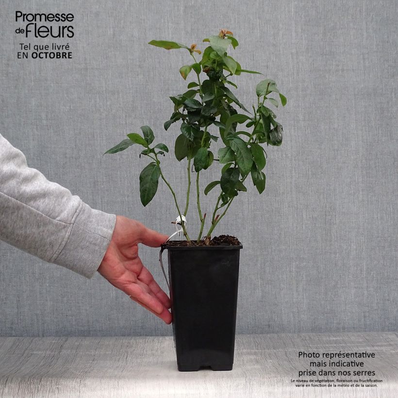 Spécimen de Myrtille d'Amérique - Vaccinium corymbosum Brigitta Pot de 1,5L/2L, Buisson tel que livré en automne