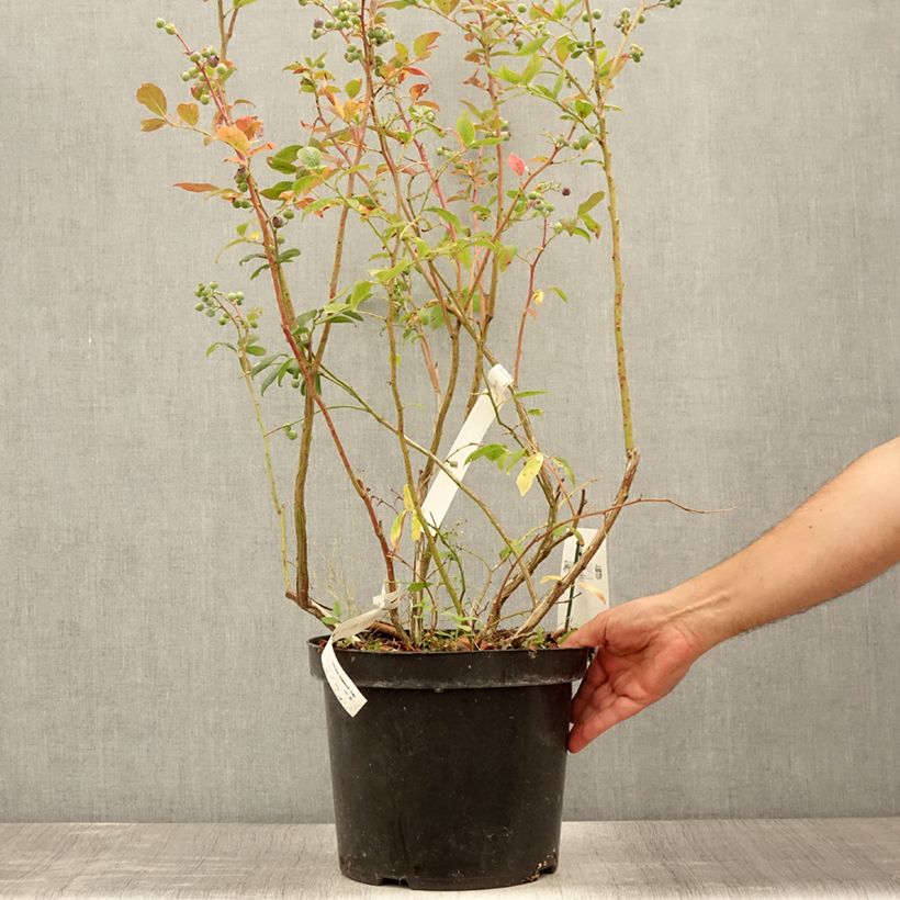 Spécimen de Myrtille d'Amérique - Vaccinium corymbosum Duke Pot de 7,5L/10L tel que livré en été
