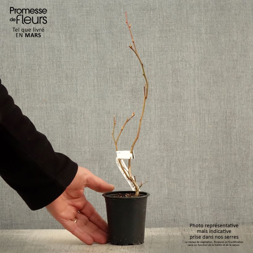 Example of Myrtille d'Amérique - Vaccinium corymbosum Ivanhoe Godet de 8/9 cm as you get in printemps