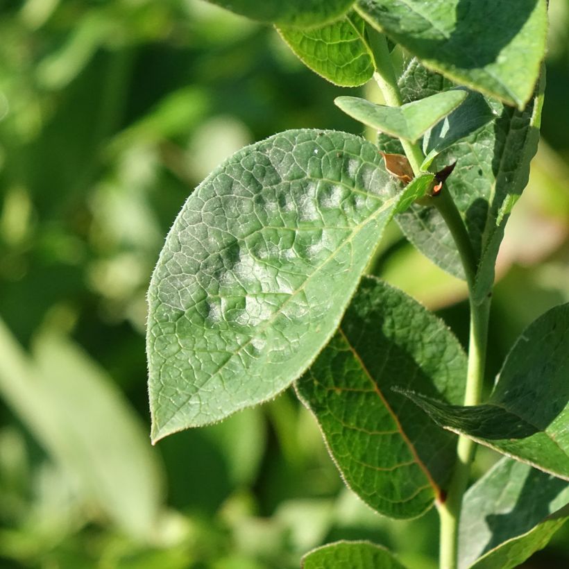Myrtille d'Amérique - Vaccinium corymbosum Ivanhoe (Foliage)