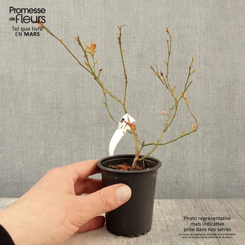 Example of Myrtille d'Amérique - Vaccinium corymbosum North Blue Godet de 8/9 cm as you get in printemps