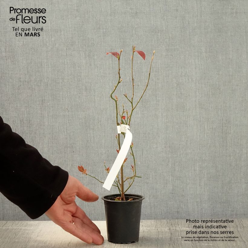 Example of Myrtille d'Amérique - Vaccinium corymbosum Pionner Godet de 8/9 cm as you get in printemps