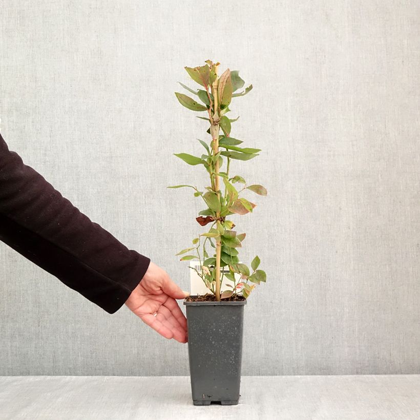 Spécimen de Myrtille d'Amérique - Vaccinium corymbosum Spartan Pot de 2L/3L tel que livré en automne