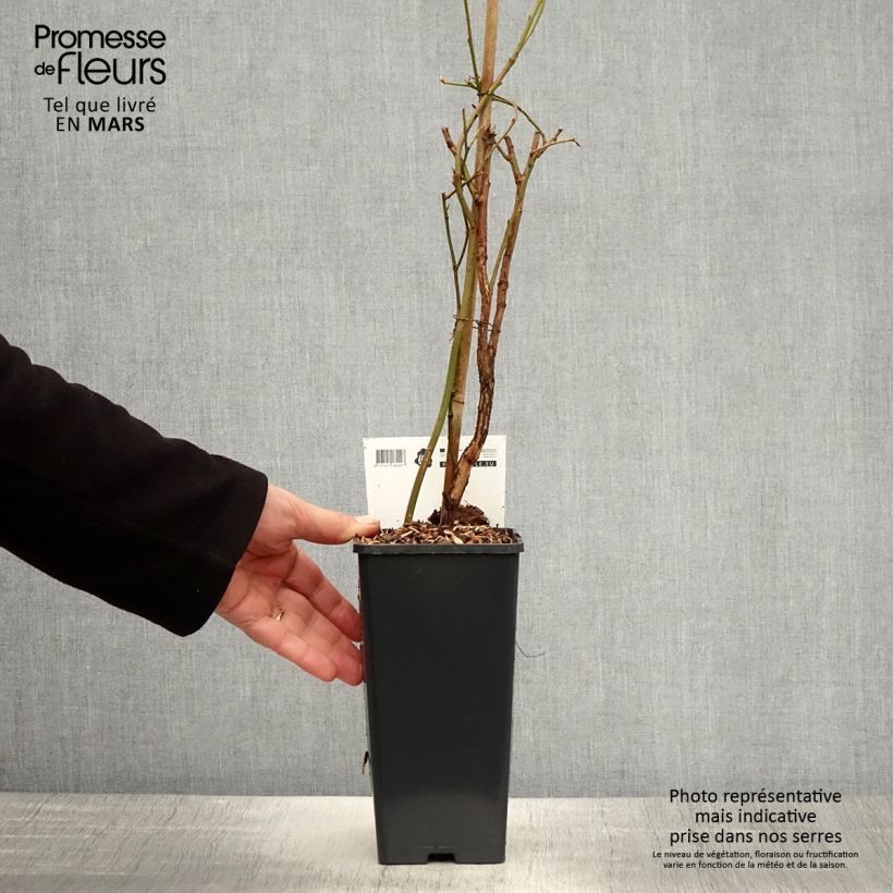 Example of Myrtillier Blue Crop - Vaccinum corymbosum  Pot de 1,5L/2L, Buisson as you get in printemps