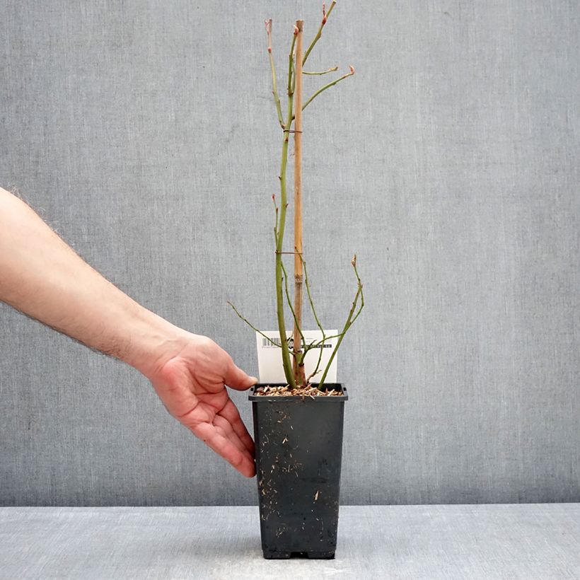 Example of Myrtillier Blue Dessert Pot de 1,5L/2L, Buisson as you get in hiver