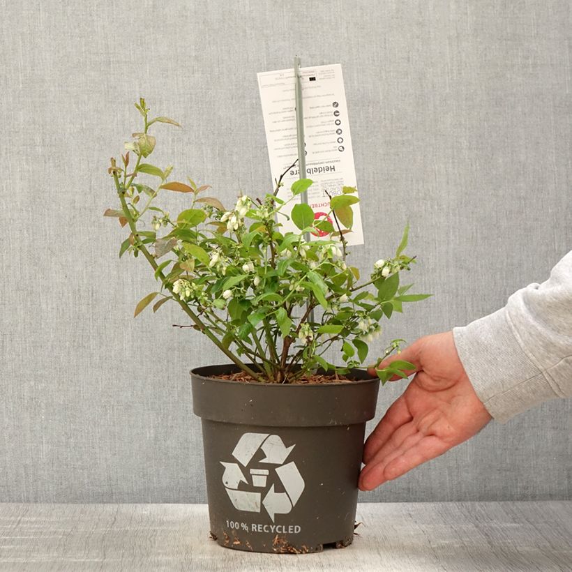 Example of Myrtillier Blue Dessert Pot de 3L/4L, Touffe as you get in printemps