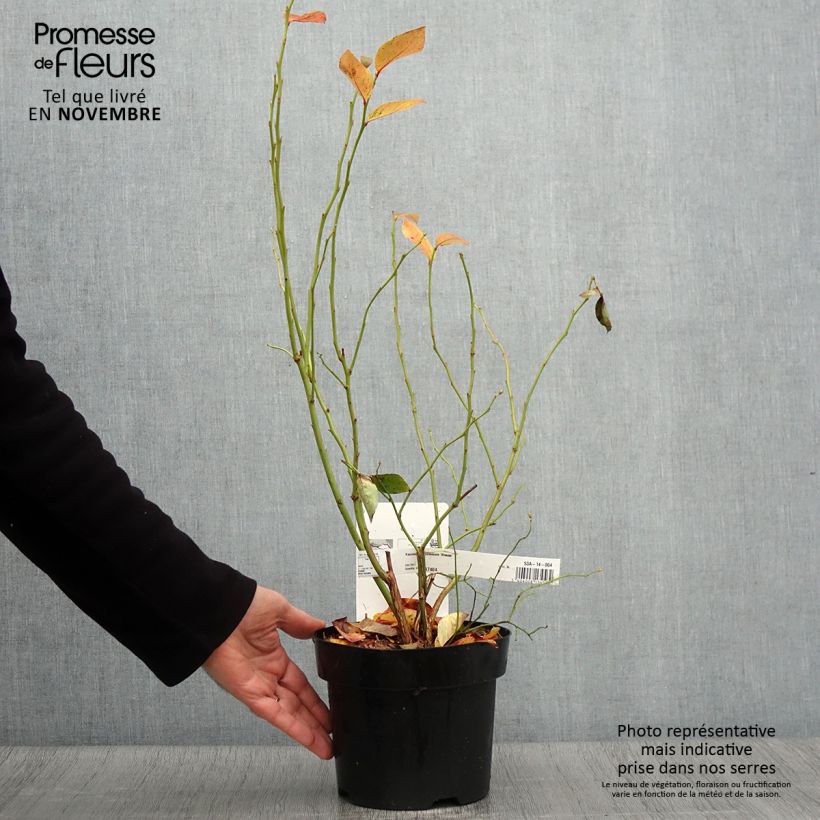 Spécimen de Myrtillier Blue Jay - Vaccinium corymbosum Pot de 1,5L/2L, Buisson tel que livré en automne